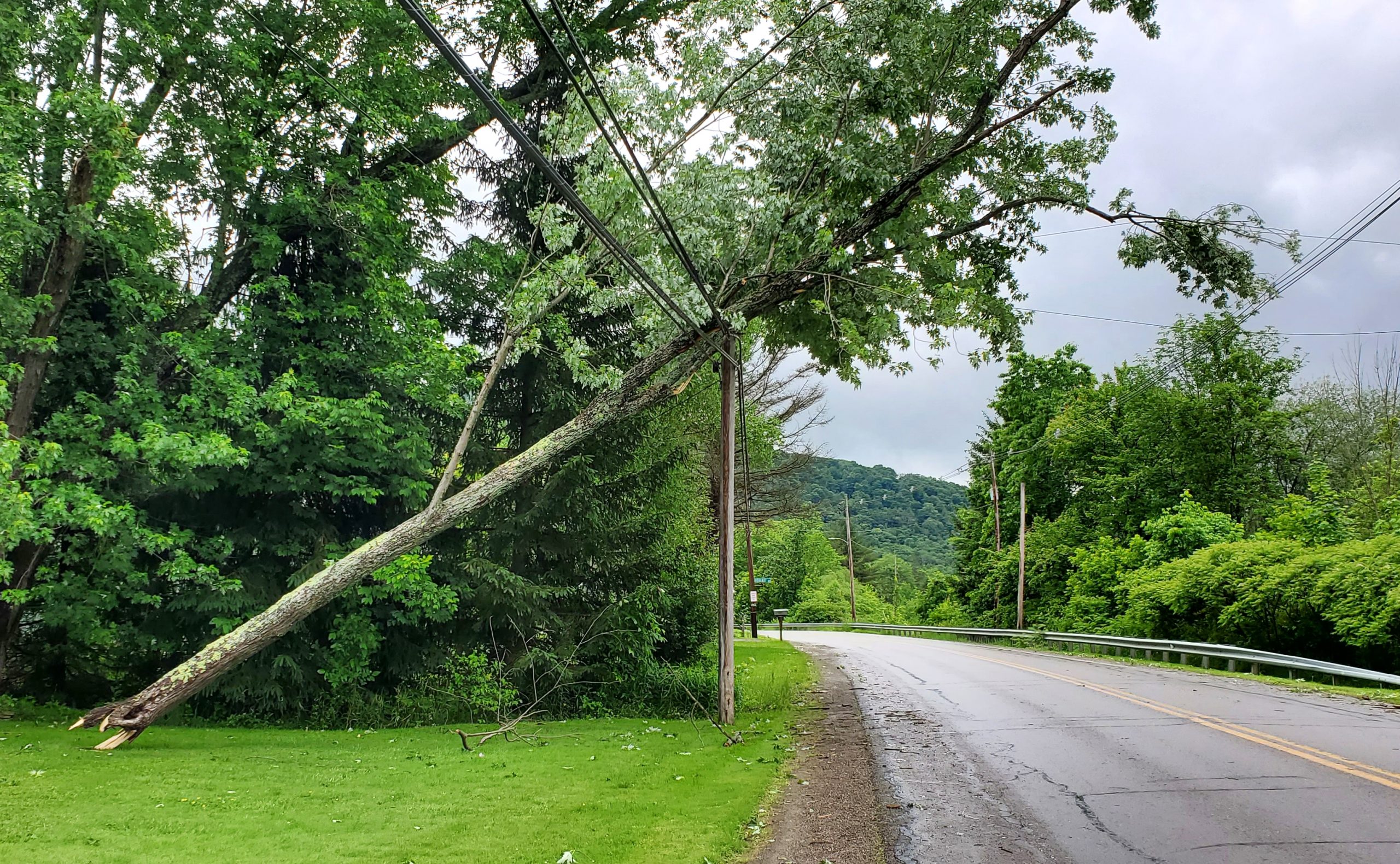 Downed trees blamed on strong winds | News, Sports, Jobs - Times Observer